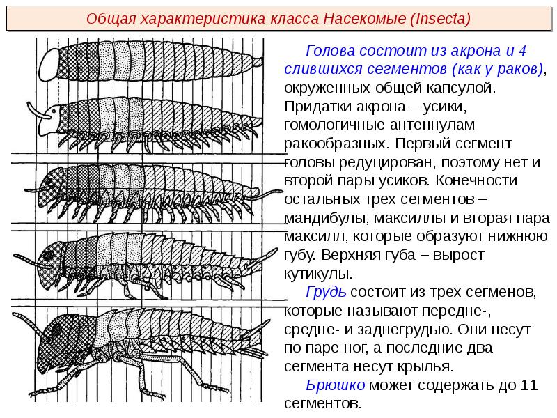 4 сегмент. Сегменты насекомых. Сегментация насекомых. Сегменты головы ракообразных. Сегменты головы насекомых.