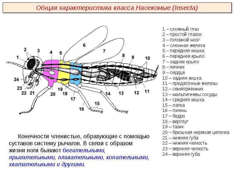 Модель схема насекомого