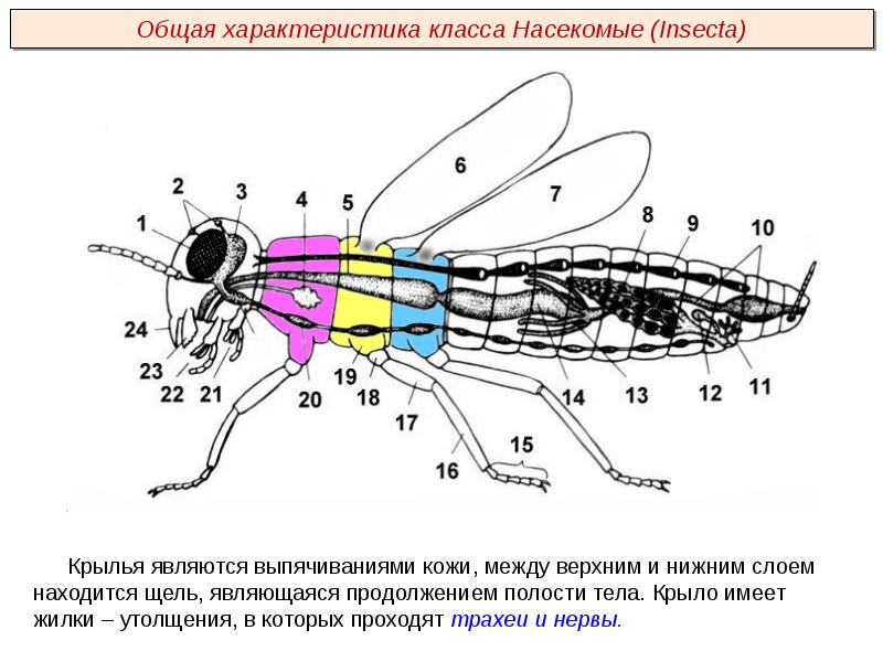 Проект класс насекомые 7 класс