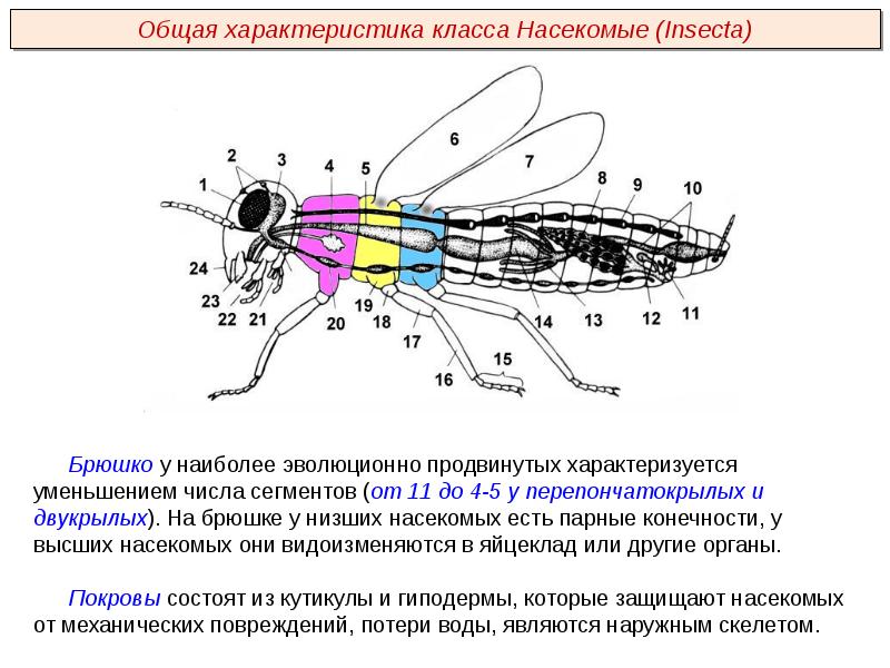 Полость тела насекомых вторичная