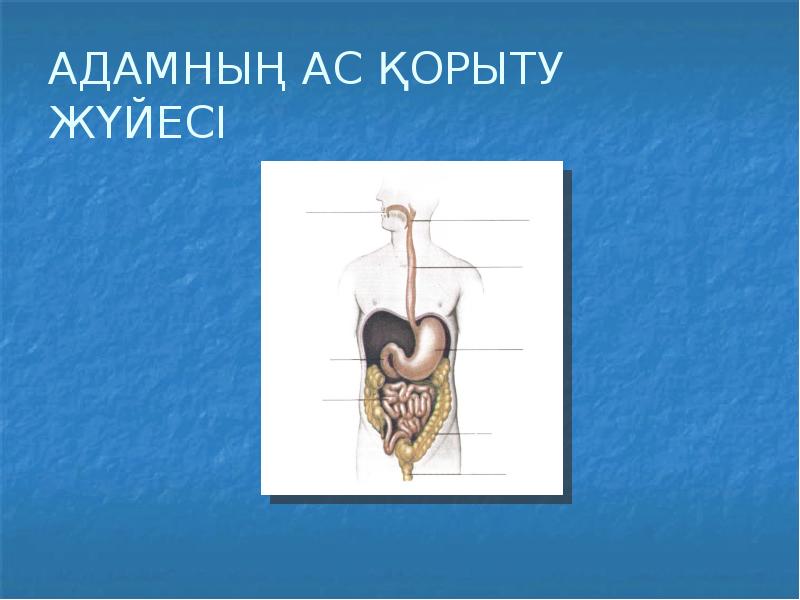 Ас қорыту жүйесі презентация