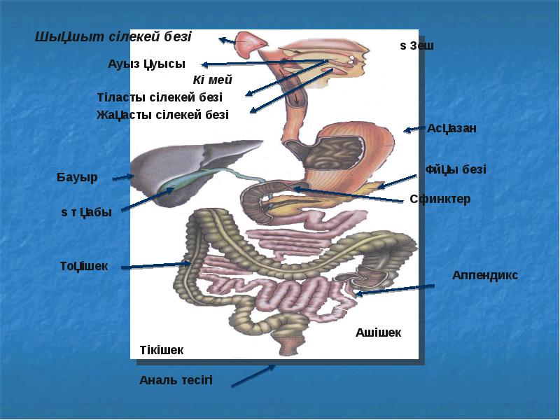 Ас қорыту жүйесінің патологиясы презентация