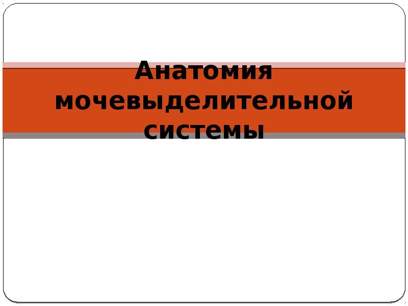 Презентация по мочевому пузырю