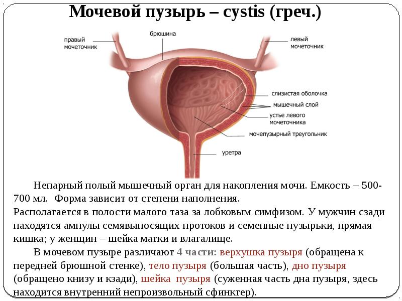 Осмотр мочевого пузыря латынь. Мужской мочевой пузырь анатомия. Строение мочевого пузыря на латинском. Строение мочевого пузыря латынь. Мочевой пузырь анатомия у женщин и у мужчин.