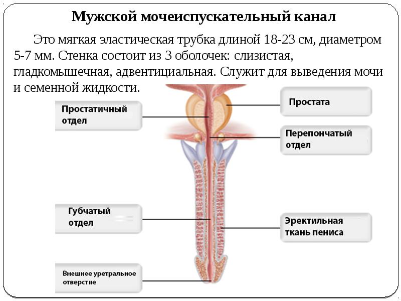 Схема мочеиспускательный канал