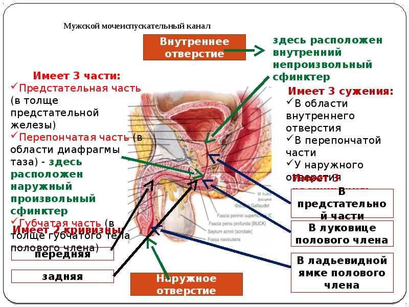 Мужская уретра