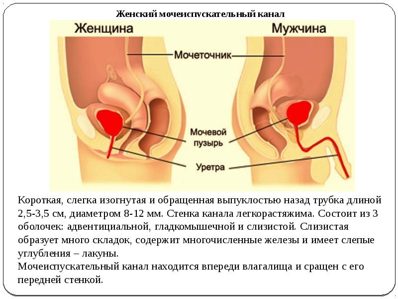 Презентация по мочевому пузырю