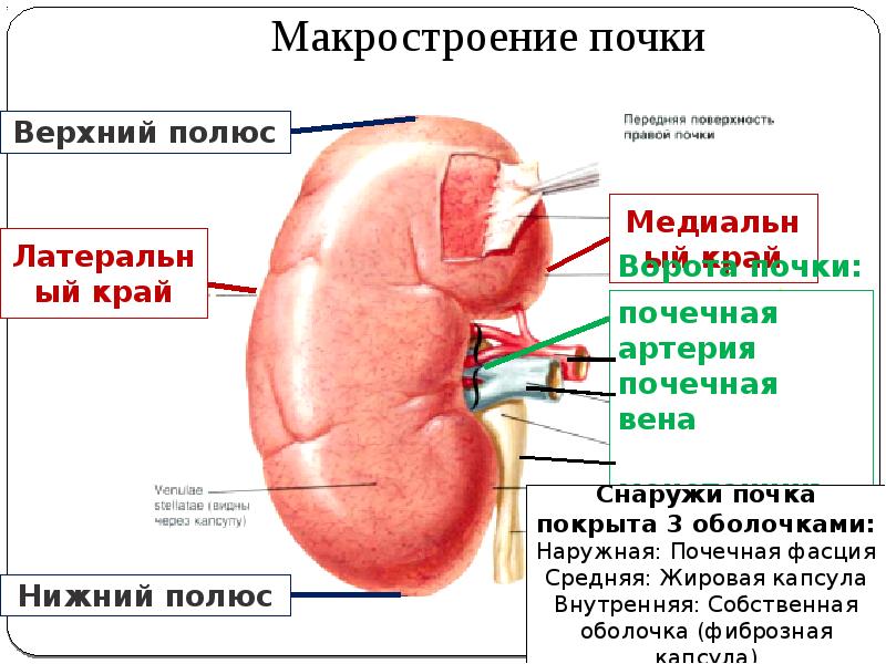 Презентация по мочевому пузырю