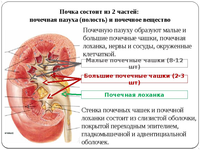 Презентация по мочевому пузырю
