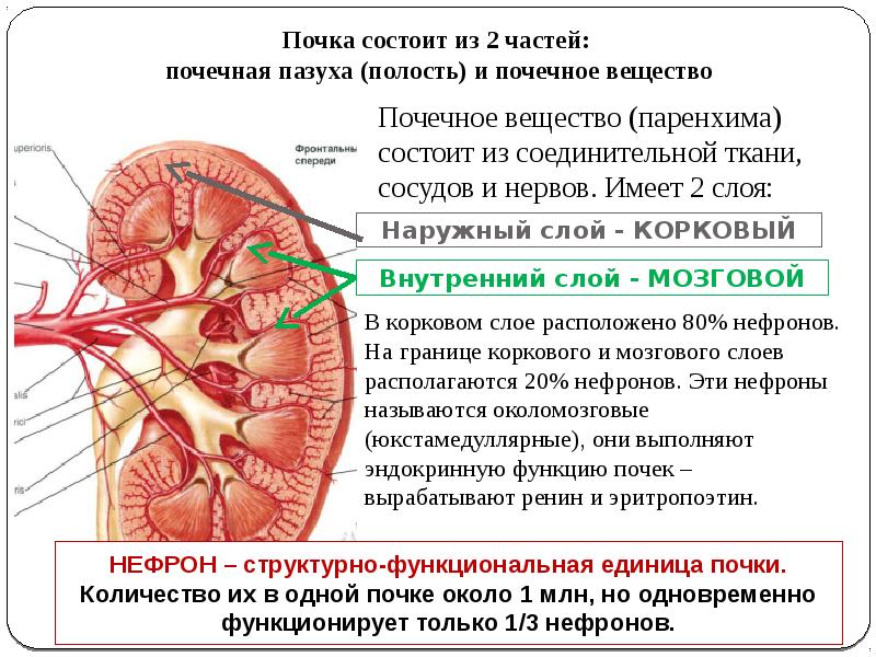 Полость почки