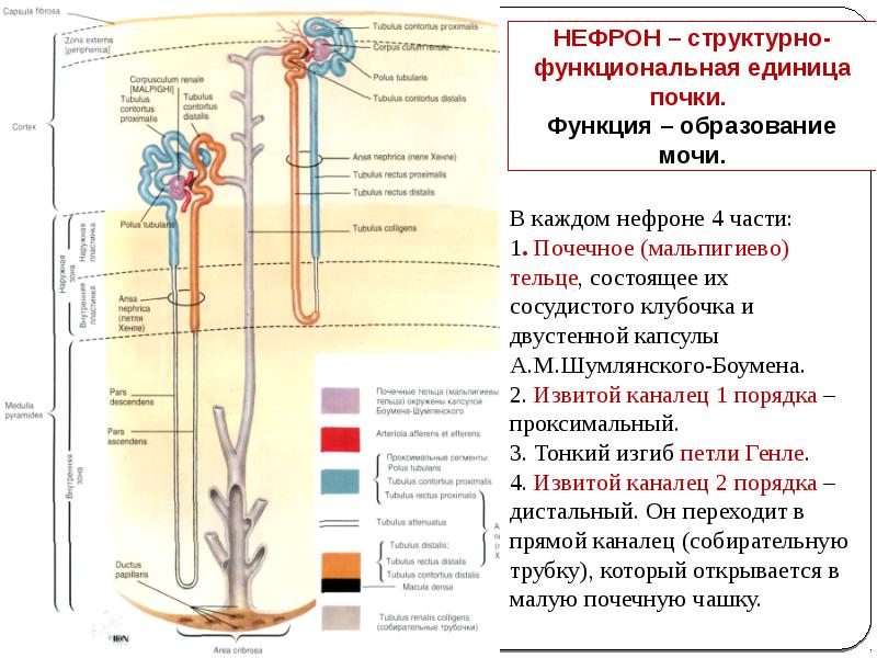 Двойная капиллярная сеть в почках схема