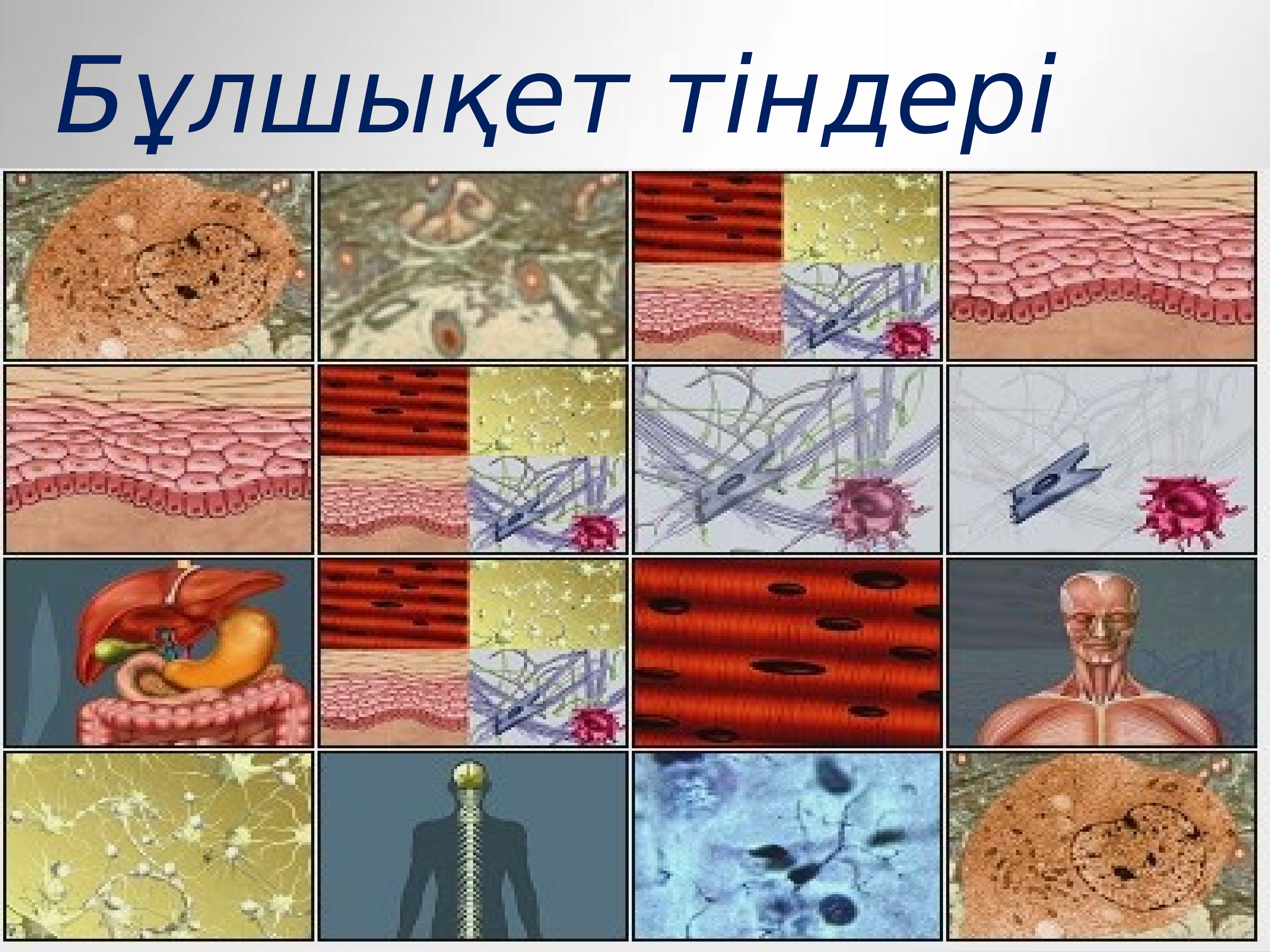 Түзуші ұлпа. Аэренхима. Түзуші ұлпа. Бұлшық ет презентация. Биология ұлпалар тұрлері.