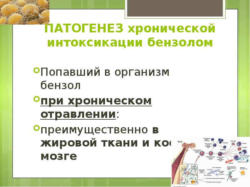 ПАТОГЕНЕЗ хронической интоксикации бензолом Попавший в организм бензол  при хроническом