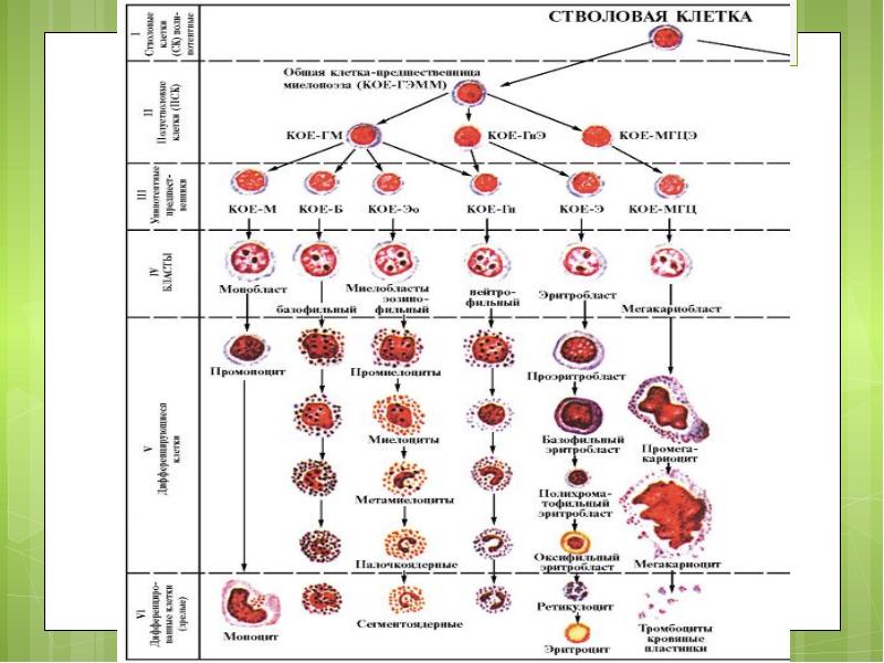 Кроветворение лекция. Стволовая клетка кроветворения. Влияние бензола на кроветворение. Влияние железа на кроветворение. Схема кроветворения гематология.
