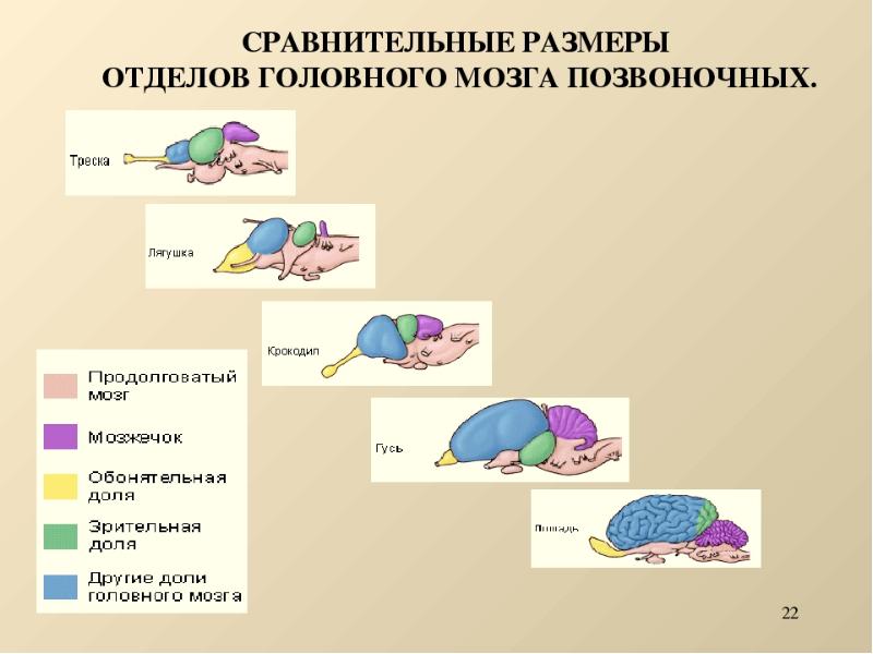 В процессе эволюции у некой группы животных сформировался головной мозг изображенный на рисунке