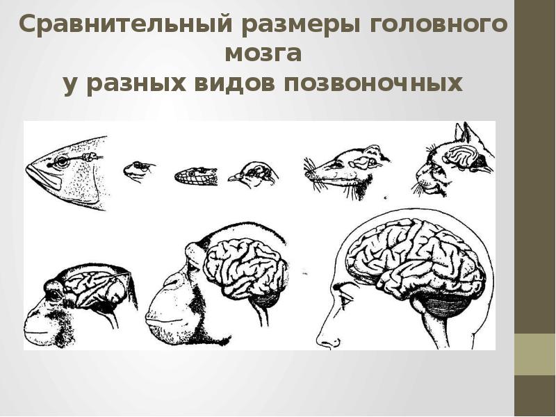 Сравнение мозгов позвоночных. Эволюция мозга. Развитие мозга Эволюция. Эволюционные преобразования головного мозга. Размеры головного мозга.