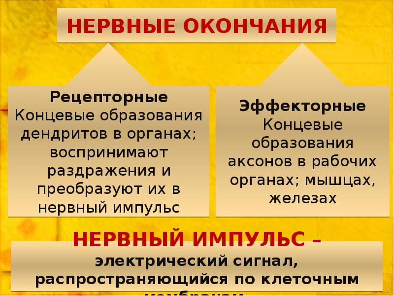 ЗНАЧЕНИЕ НЕРВНОЙ СИСТЕМЫ ЕЁ ЧАСТИ И ОТДЕЛЫ РЕФЛЕКТОРНЫЙ ПРИНЦИП РАБОТЫ