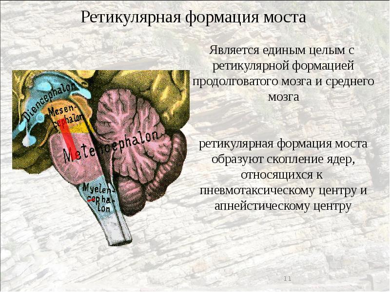 Ретикулярная формация моста. Ретикулярная формация продолговатого мозга функции. Ретикулярные ядра продолговатого мозга. Ядра ретикулярной формации.