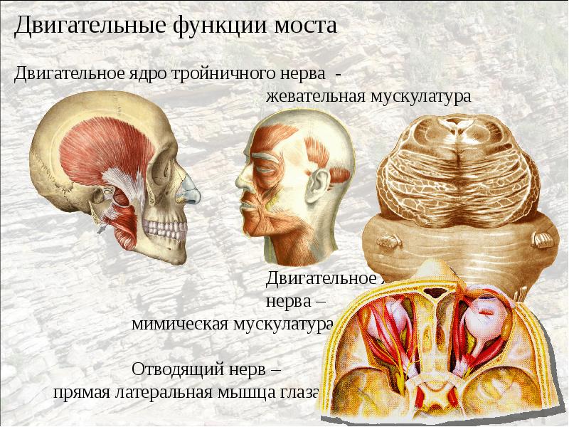 Функции моста головного мозга