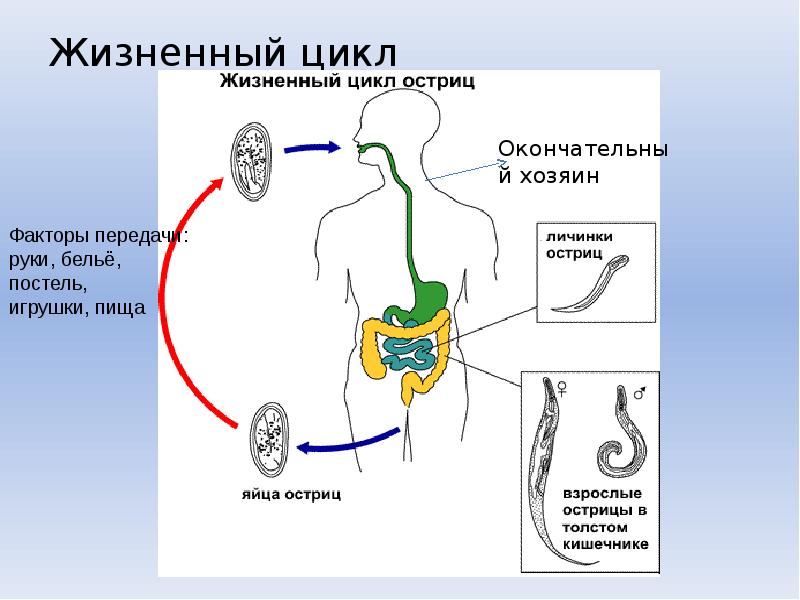 3 промежуточный хозяин