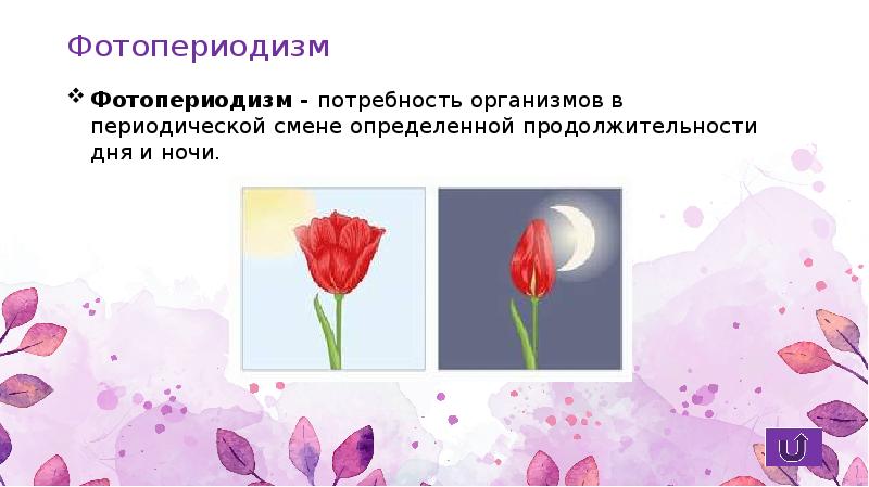 Фотопериодизм күннің жарық түсу ұзақтығына ағзалардың бейімделуі презентация