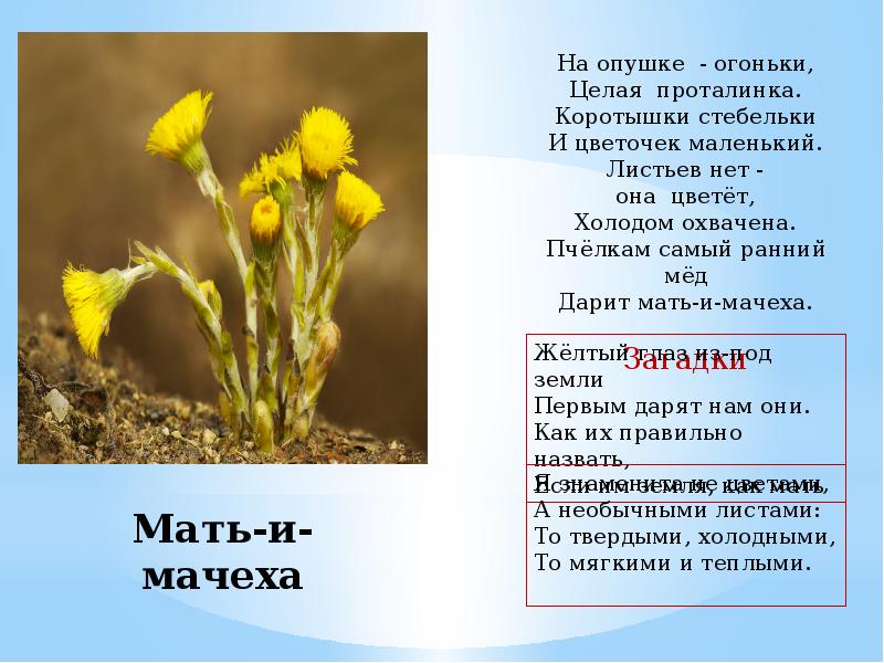 Желтые загадки. Загадка про мать и мачеху для детей. Загадка про мать и мачеху. Загадки о мать и мачехе для дошкольников. Стихи на тему лекарственные растения.