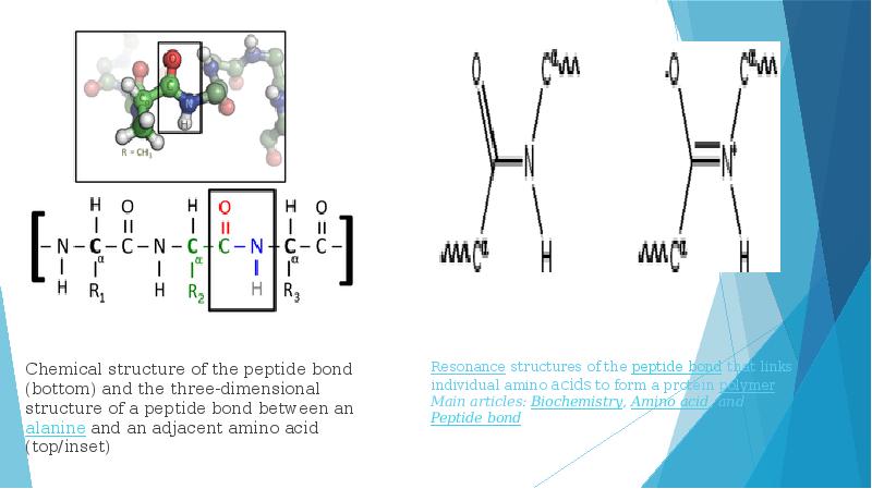 Пептидная связь является. Пептидная связь с пролином. Structure of Peptides. Protein Chemical structure. Белки пептидная связь.