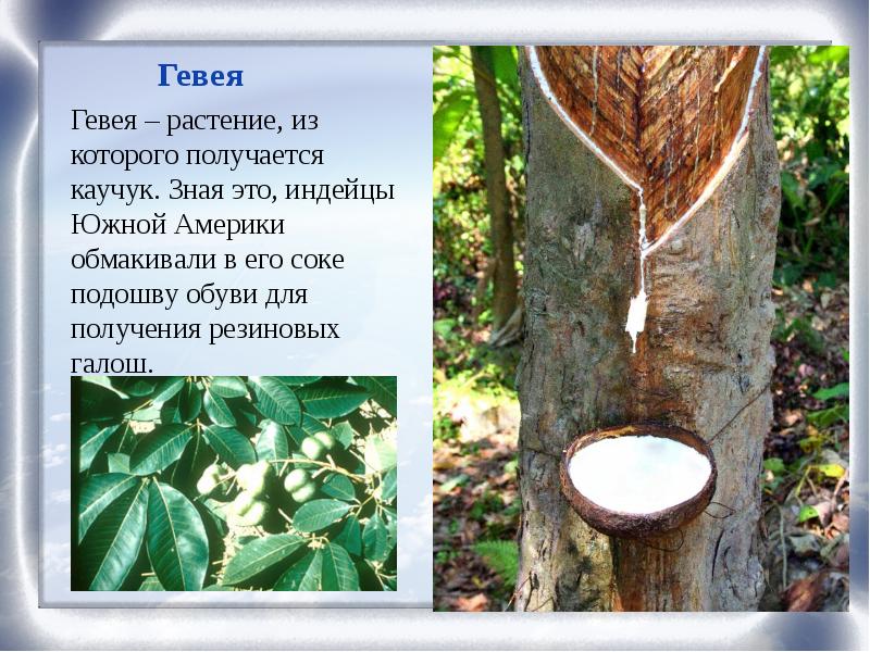 Гевея дерево фото и описание