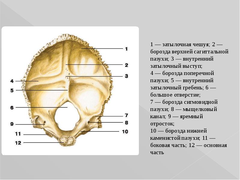 Череп затылочная. Затылочная кость анатомия Синельников. Мыщелковая ямка затылочной кости. Затылочная кость os occipitale. Борозда поперечного синуса затылочной кости.