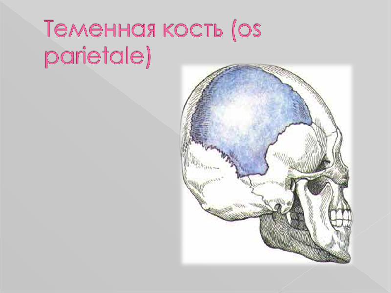 Кости черепа презентация