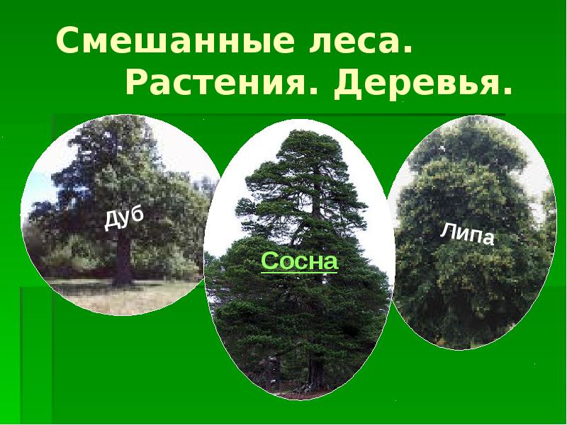 Смешанные деревья. Деревья смешанных лесов. Растения смешанного леса. Смешанные леса 4 класс. Деревья в смешанных лесах.