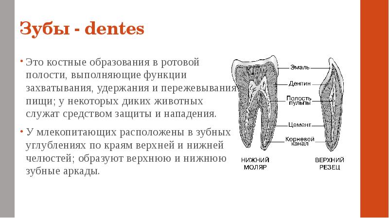 Зубы у млекопитающих выполняют функцию. Функции преддверия полости рта у млекопитающих. Функции зубов у млекопитающих. Строение ротовой полости млекопитающих. Функции ротовой полости у млекопитающих.