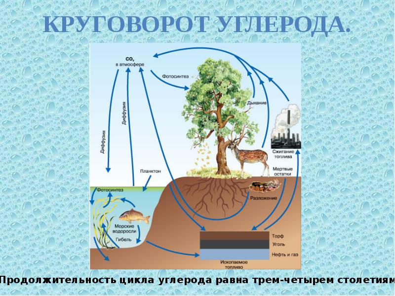 Круговорот co2 в природе презентация