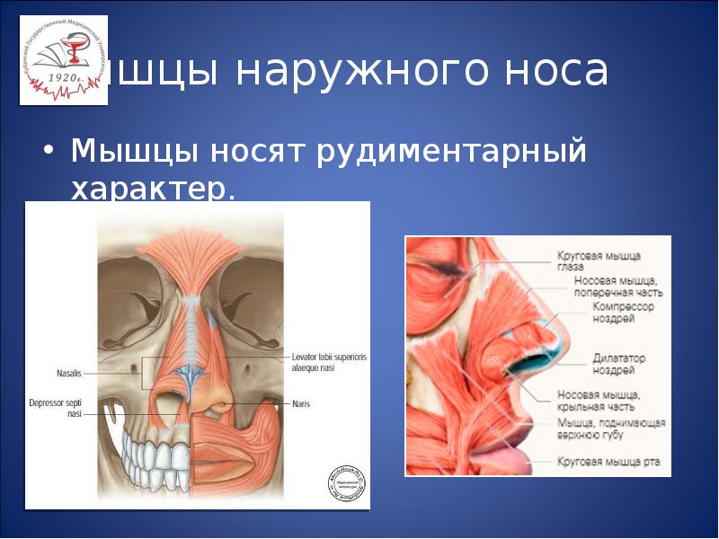 Наружная стенка носа