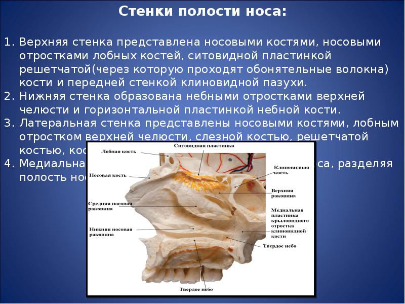 По верхней стенке