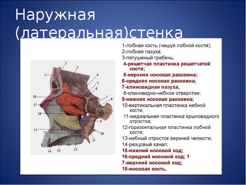 Полость носа анатомия презентация