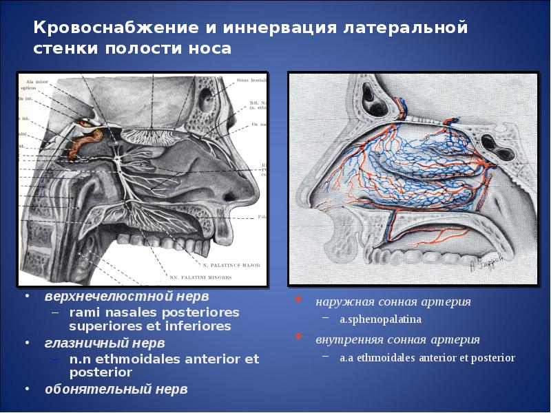 Кровоснабжение стенок полости носа и наружного носа