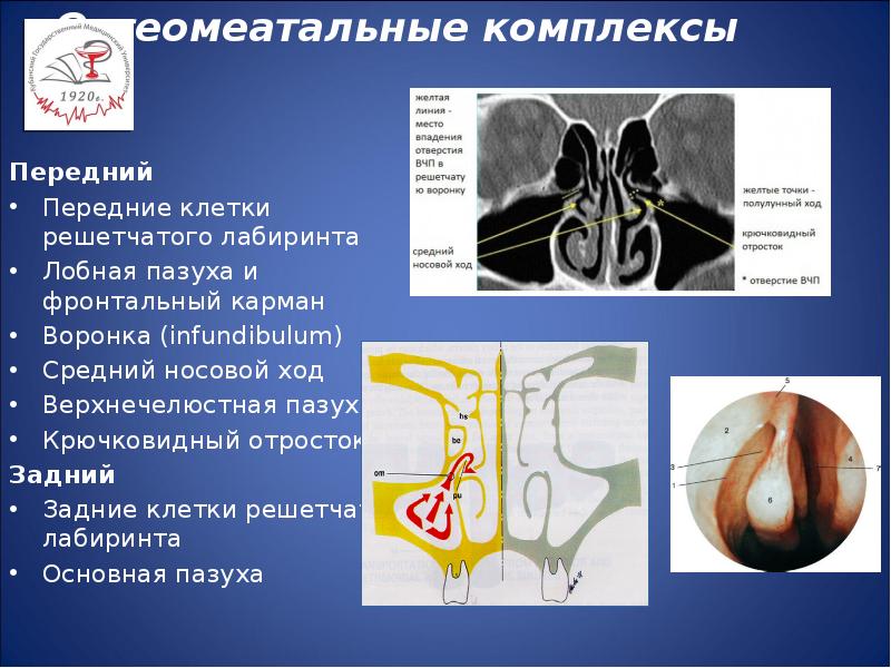 Анатомия носа и околоносовых пазух презентация