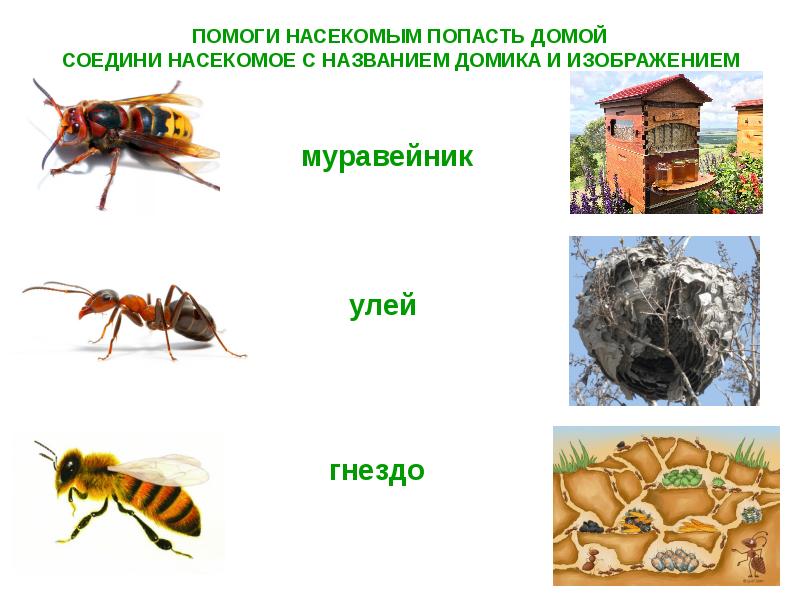 Вредные насекомые картинки