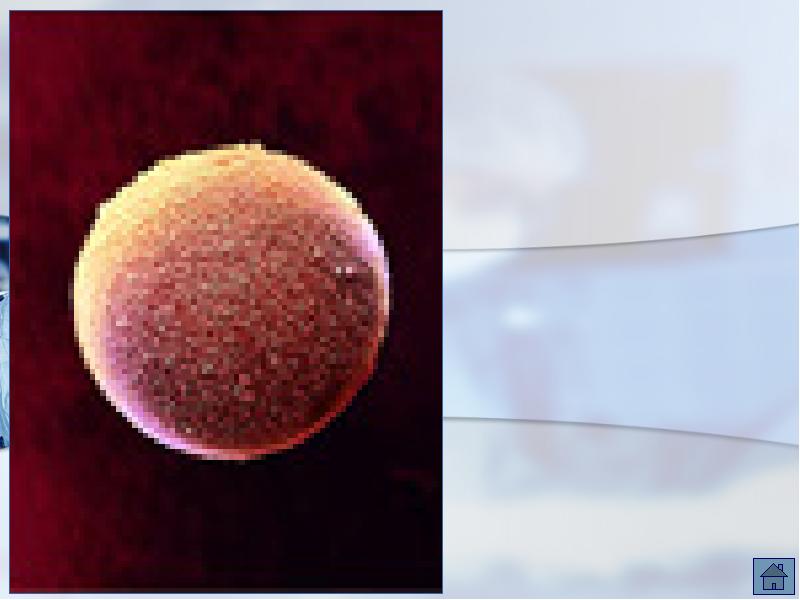 Развитие зиготы. Схема образования зиготы. Яйцеклетка. Формирование зиготы. Яйцеклетка и зигота.