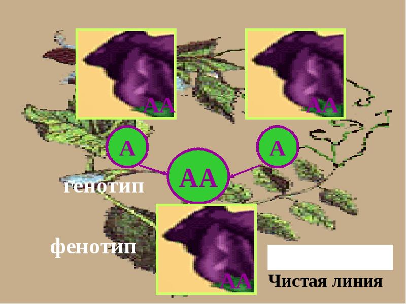 Биологическая линия. Фенотип чистой линии. Чистая линия биология генотип. Чистые линии Менделя. Чистая линия это в биологии генетика.