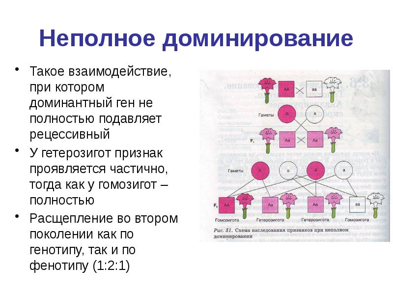 Презентация доминантные и рецессивные признаки у человека 10 класс профильный уровень