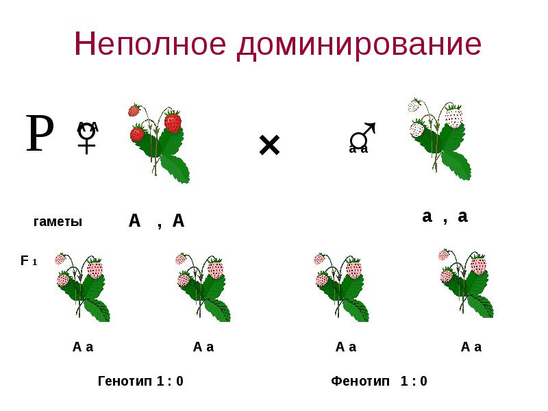 При неполном доминировании наблюдается расщепление. Неполное доминирование. Неполное доминирование примеры. Неполное доминирование это в биологии. Неполовое доминирование.