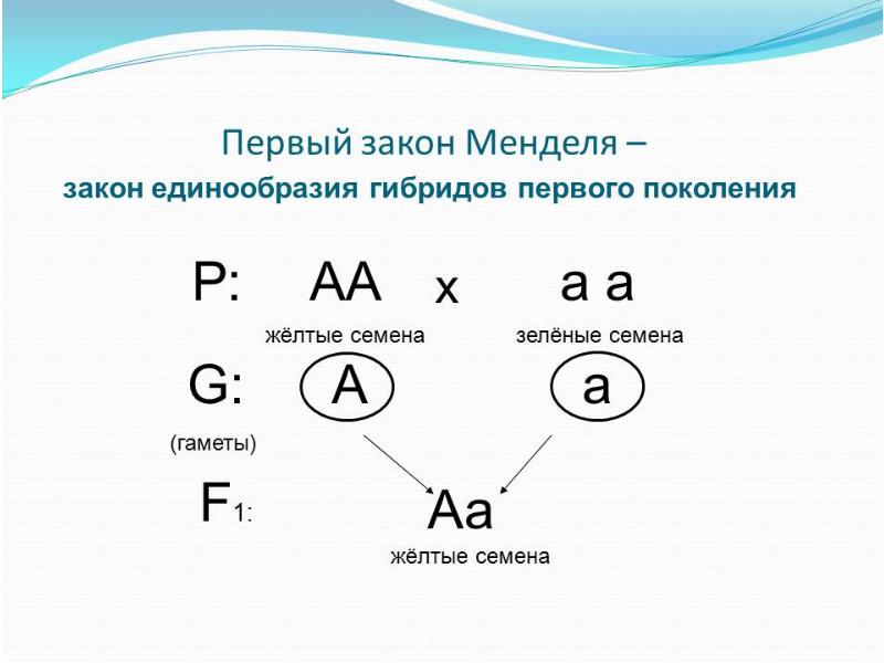 Первый закон менделя презентация