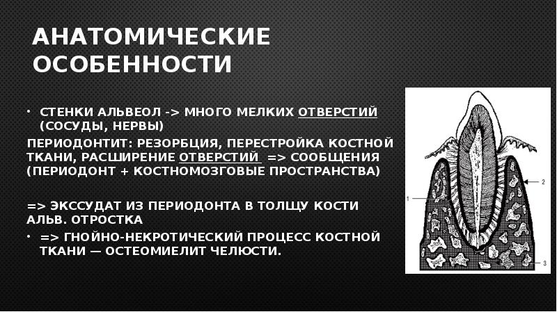 Перестройка костной ткани. Костномозговые пространства челюсти. Пути оттока экссудата из периодонта. Анатомическая характеристика это. Теория тяги периодонта.