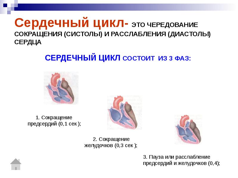 Рассмотрите рисунок схемы сердечного цикла и назовите изображенную фазу ответ поясните