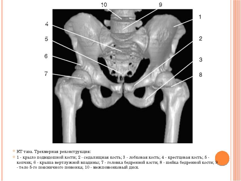 Подвздошная кость анатомия картинки