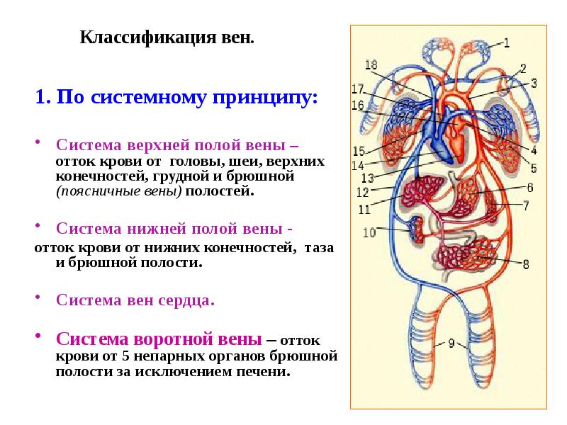 Схема верхней полой вены