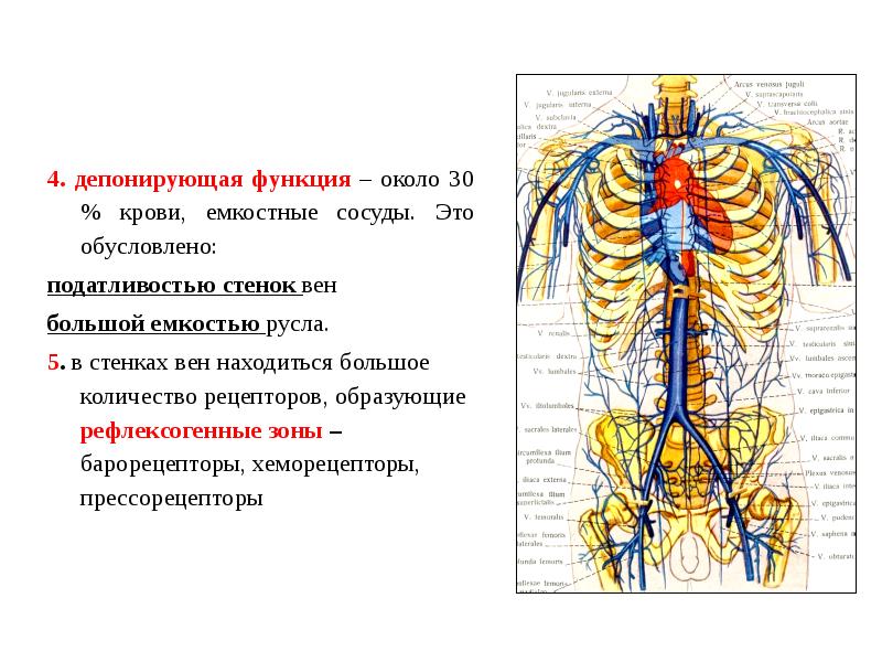 Роль около. Емкостные сосуды функция. Емкостные сосуды выполняют следующую функцию. Емкостные сосуды физиология. Емкостные вены.