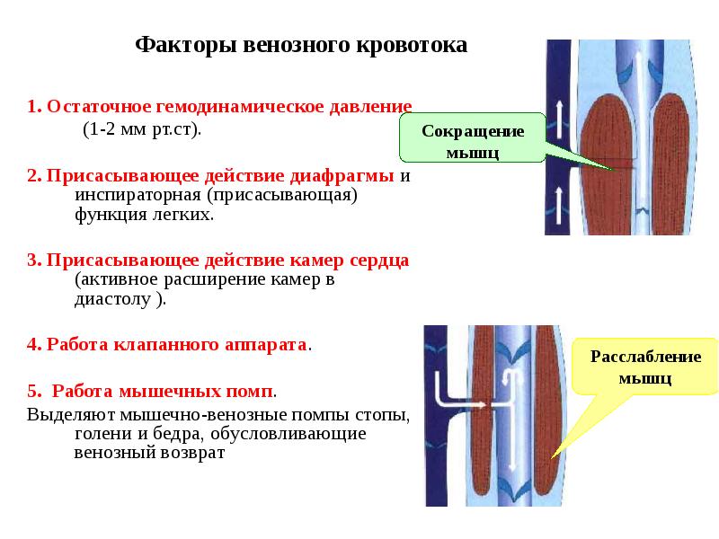 Факторы способствующие венозному кровотоку. Факторы влияющие на величину венозного кровотока. Факторы обеспечивающие венозную гемодинамику. Венозный кровоток факторы обеспечивающие венозный кровоток. Факторы, обеспечивающие артериальный кровоток..